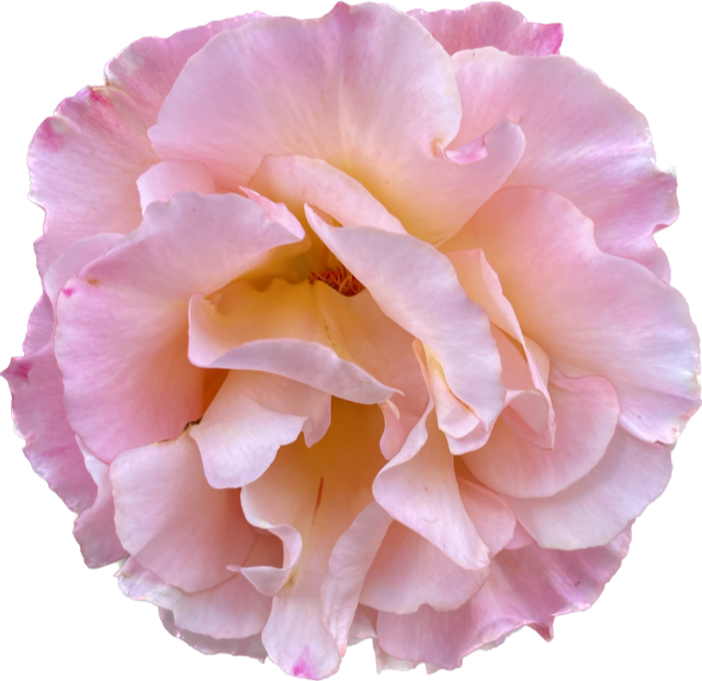 dahlia